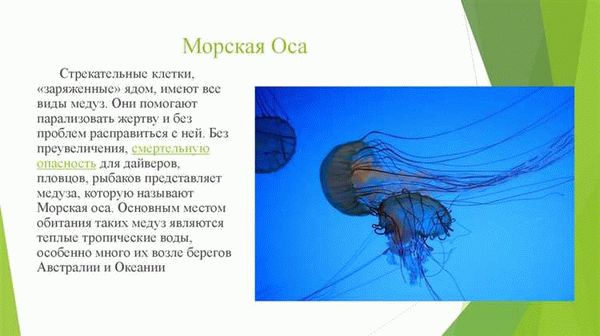 Meduza